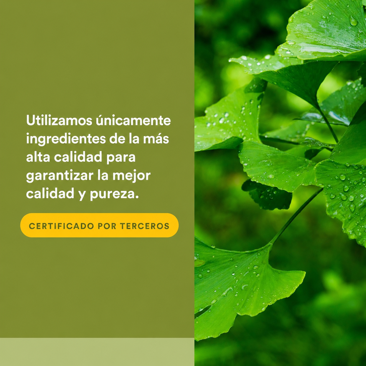 HerbalFactors® Ginkgo Biloba Fitosoma 60 mg 60 cap, Natural Factors