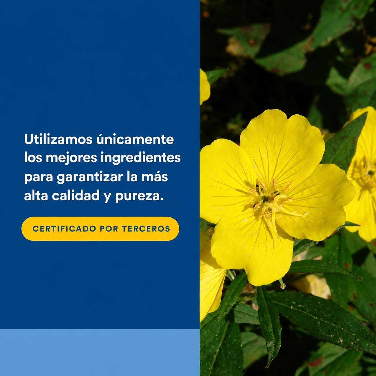 OmegaFactors® Ultra Prim™ EPO 500 mg / 50 mg GLA 180 sg, Natural Factors