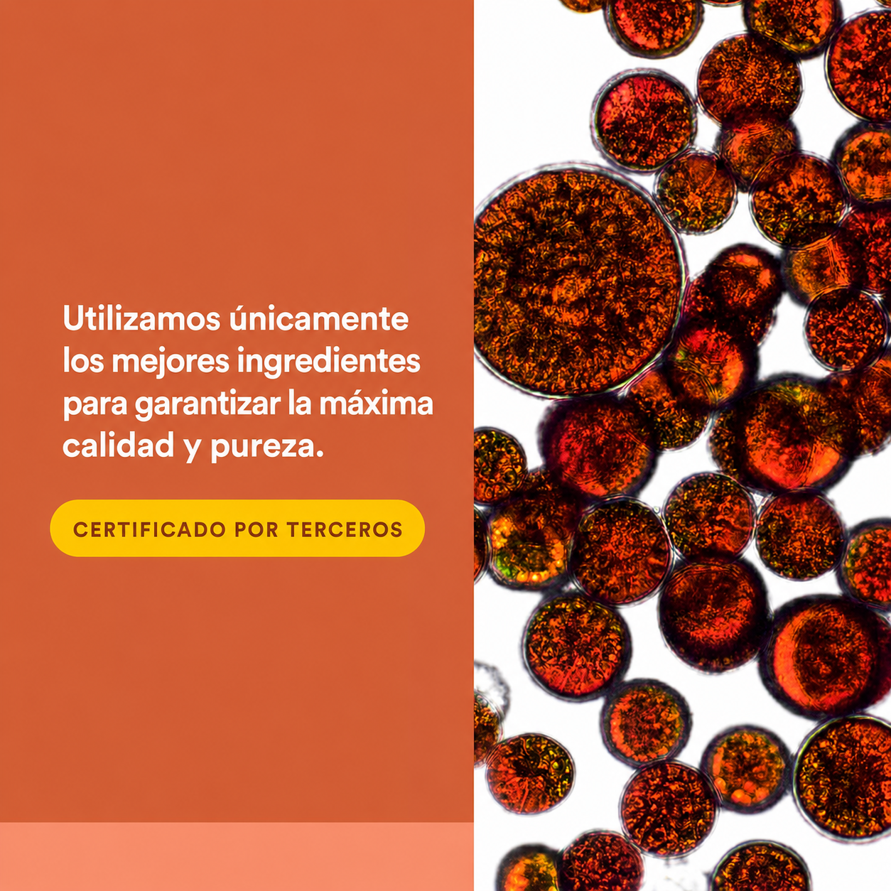 Astaxanthin Plus 4 mg 60 sg, Natural Factors