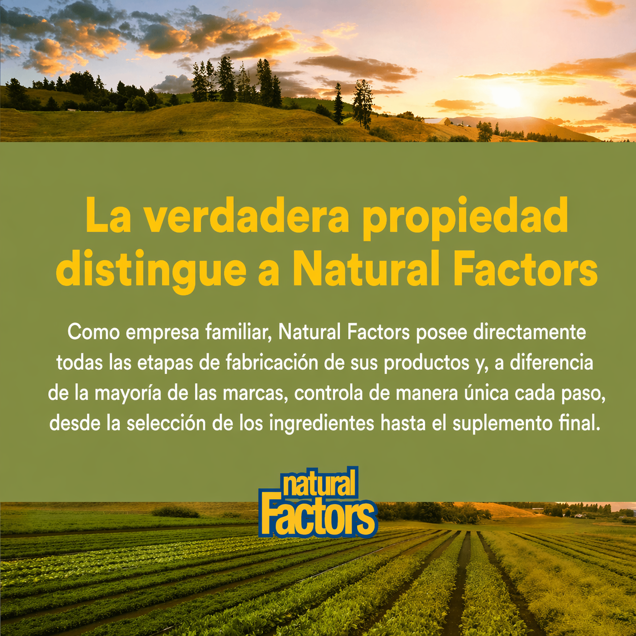 HerbalFactors® Hoja de Olivo 500 mg 15% Oleuropeina 60 cap, Natural Factors